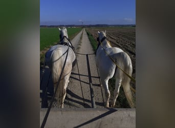 Lipizzan, Hongre, 22 Ans, 156 cm, Gris