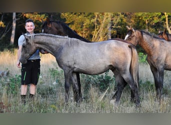 Lipizzan, Hongre, 2 Ans, 151 cm, Gris