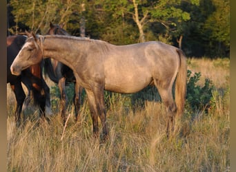 Lipizzan, Hongre, 2 Ans, 151 cm, Gris