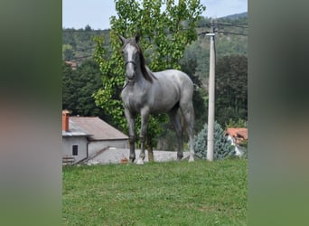 Lipizzan, Hongre, 2 Ans, 157 cm, Gris