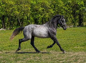 Lipizzan, Hongre, 2 Ans, Gris