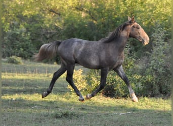 Lipizzan, Hongre, 2 Ans, Gris pommelé