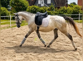 Lipizzan, Hongre, 3 Ans, 149 cm, Gris