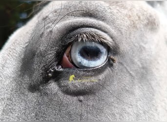Lipizzan, Hongre, 3 Ans, 149 cm, Gris