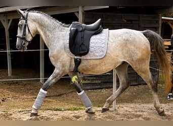 Lipizzan, Hongre, 3 Ans, 149 cm, Gris