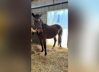 Lipizzan, Hongre, 3 Ans, 150 cm, Bai