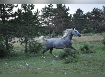 Lipizzan, Hongre, 3 Ans, 152 cm, Gris