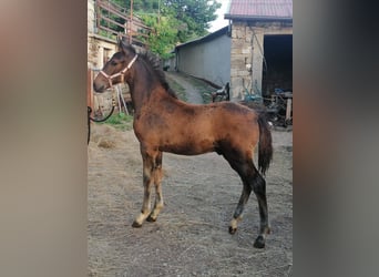 Lipizzan, Hongre, 3 Ans, 153 cm, Bai