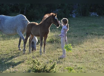 Lipizzan, Hongre, 3 Ans, 153 cm, Bai