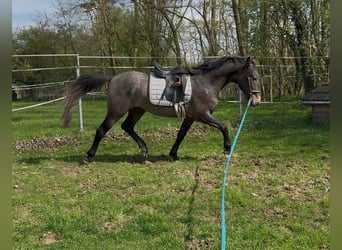 Lipizzan, Hongre, 3 Ans, 155 cm, Gris (bai-dun)