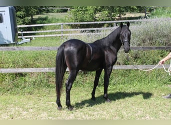 Lipizzan, Hongre, 3 Ans, 155 cm, Noir