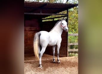 Lipizzan, Hongre, 3 Ans, 156 cm, Gris