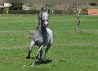 Lipizzan, Hongre, 3 Ans, 161 cm, Gris