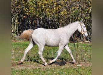 Lipizzan, Hongre, 4 Ans, 154 cm, Gris