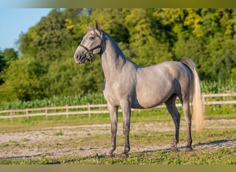 Lipizzan, Hongre, 4 Ans, 160 cm, Gris