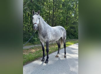 Lipizzan, Hongre, 4 Ans, 160 cm, Gris