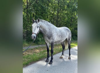 Lipizzan, Hongre, 4 Ans, 160 cm, Gris