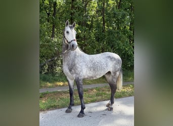 Lipizzan, Hongre, 4 Ans, 160 cm, Gris
