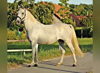 Lipizzan, Hongre, 4 Ans, 161 cm, Gris
