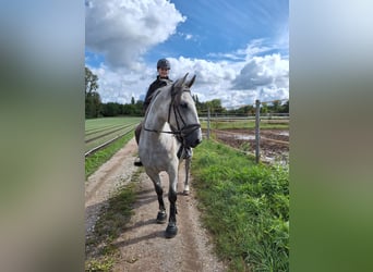 Lipizzan, Hongre, 4 Ans, 163 cm, Gris