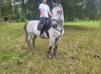 Lipizzan, Hongre, 4 Ans, 163 cm, Gris