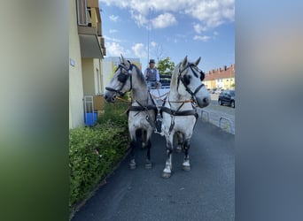 Lipizzan, Hongre, 4 Ans, 163 cm, Gris