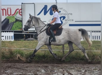 Lipizzan, Hongre, 4 Ans, 163 cm, Gris