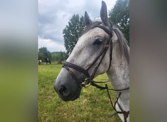 Lipizzan, Hongre, 4 Ans, 163 cm, Gris