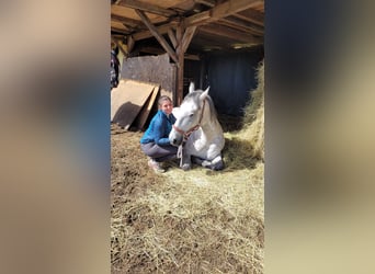 Lipizzan, Hongre, 4 Ans, 163 cm, Gris