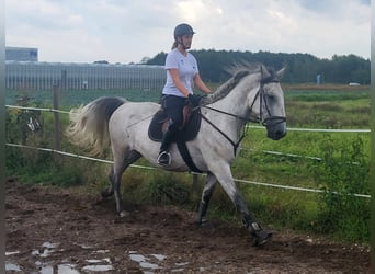 Lipizzan, Hongre, 4 Ans, 163 cm, Gris