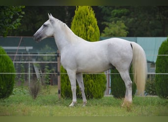 Lipizzan, Hongre, 5 Ans, 145 cm, Gris