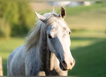 Lipizzan, Hongre, 5 Ans, 147 cm, Gris