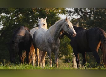 Lipizzan, Hongre, 5 Ans, 147 cm, Gris