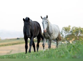 Lipizzan, Hongre, 5 Ans, 147 cm, Gris