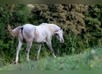 Lipizzan, Hongre, 5 Ans, 147 cm, Gris