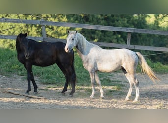 Lipizzan, Hongre, 5 Ans, 147 cm, Gris