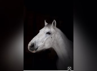 Lipizzan, Hongre, 5 Ans, 157 cm, Gris moucheté