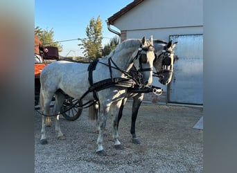 Lipizzan, Hongre, 5 Ans, 160 cm, Gris