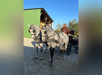 Lipizzan, Hongre, 5 Ans, 160 cm, Gris