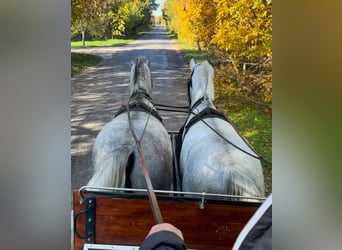 Lipizzan, Hongre, 5 Ans, 160 cm, Gris