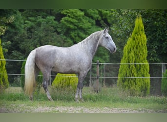 Lipizzan, Hongre, 5 Ans, 163 cm, Gris