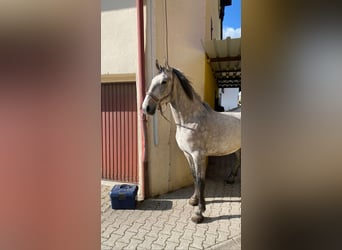 Lipizzan, Hongre, 5 Ans, 163 cm, Gris