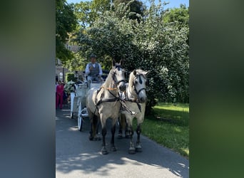 Lipizzan, Hongre, 5 Ans, 163 cm, Gris