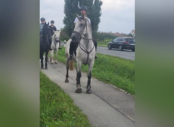 Lipizzan, Hongre, 5 Ans, 163 cm, Gris