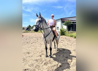 Lipizzan, Hongre, 5 Ans, 163 cm, Gris