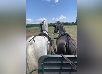 Lipizzan, Hongre, 5 Ans, 164 cm, Gris