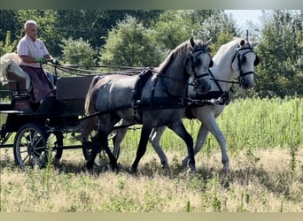 Lipizzan, Hongre, 5 Ans, 164 cm, Gris