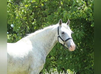 Lipizzan, Hongre, 6 Ans, 147 cm, Gris