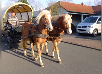 Lipizzan Croisé, Hongre, 6 Ans, 160 cm, Gris pommelé