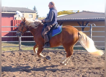 Lipizzan Croisé, Hongre, 6 Ans, 160 cm, Gris pommelé